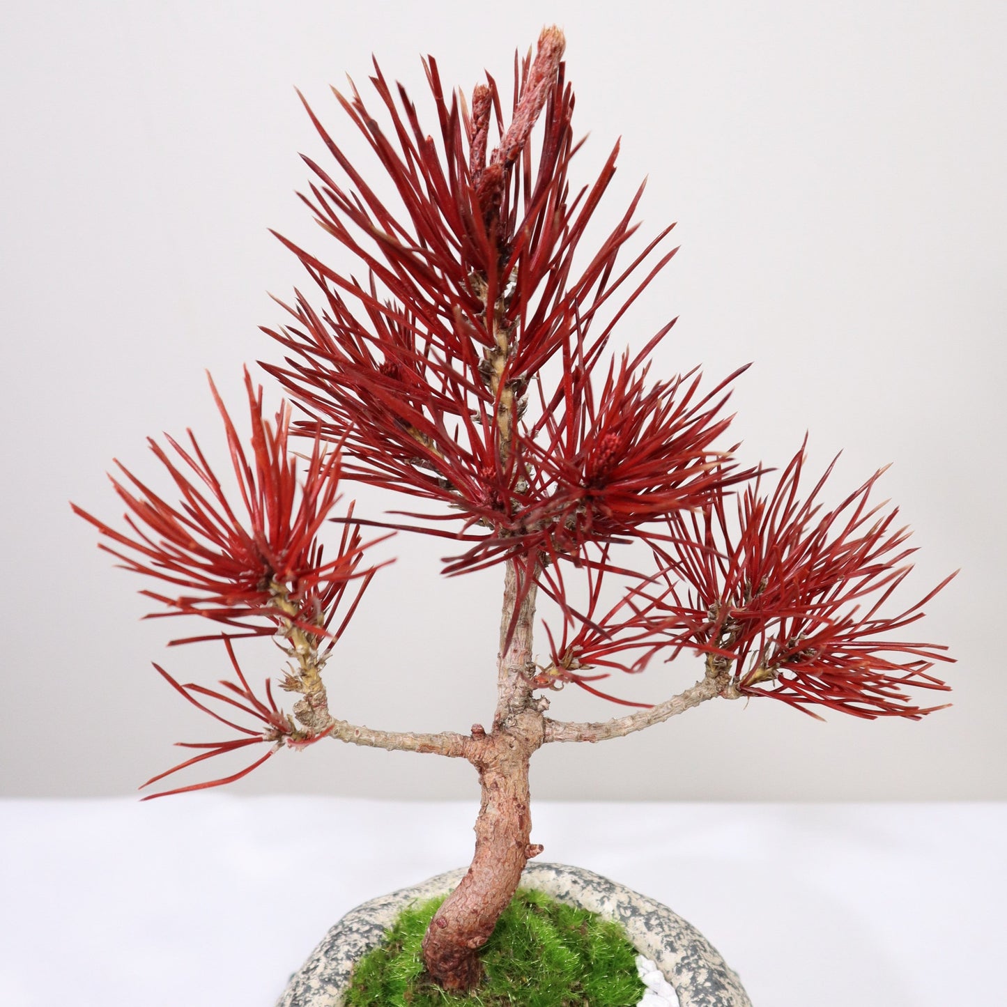 Tokocie BONSAI 黒松