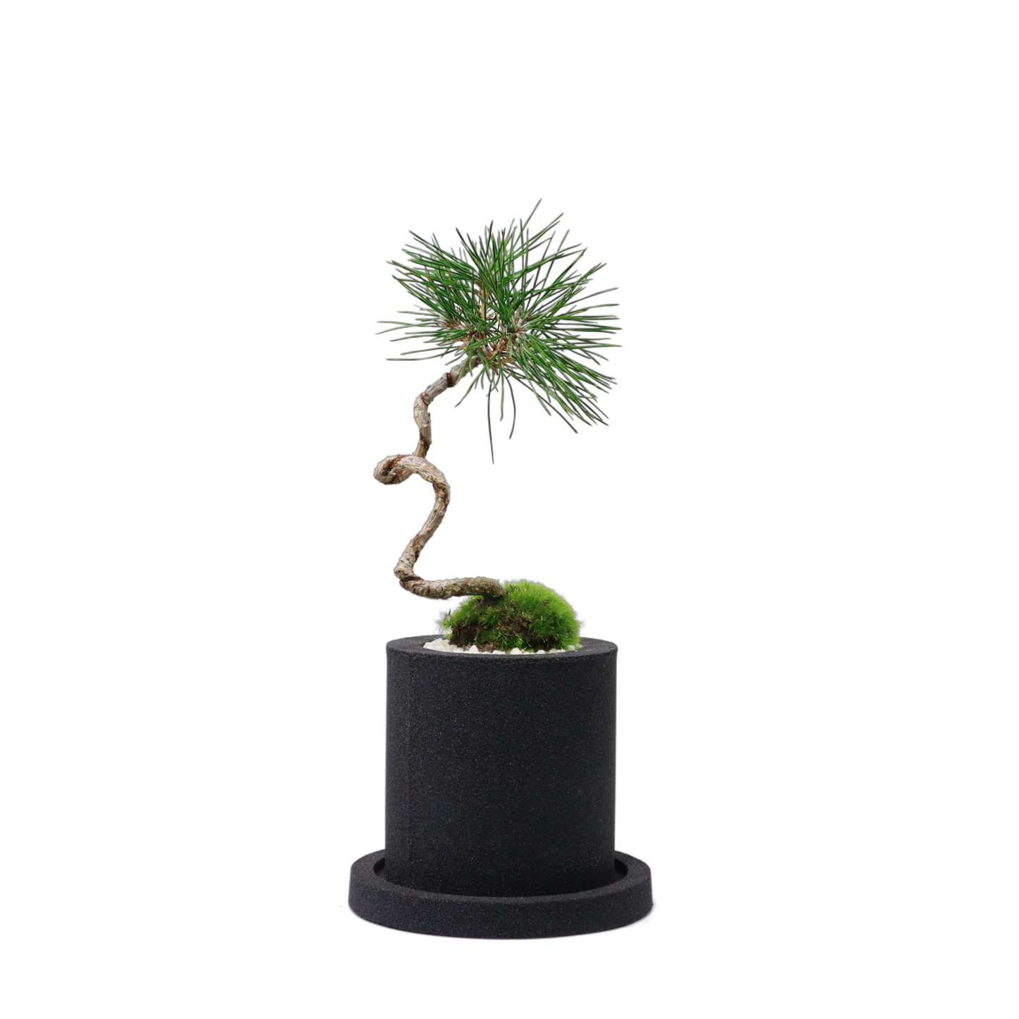 Tokocie BONSAI 黒松