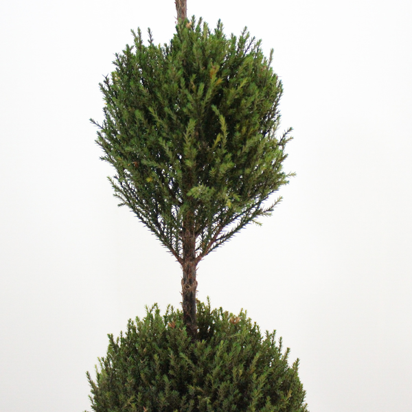 Floor tree ゴールドクレスト タマ グリーン