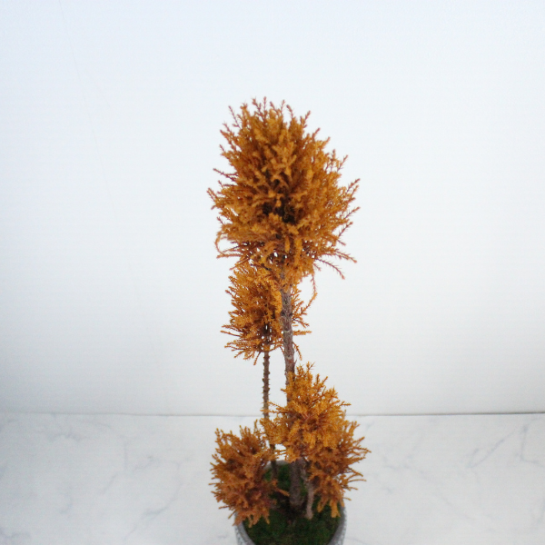 Floor tree ゴールドクレスト タマチラシ イエロー