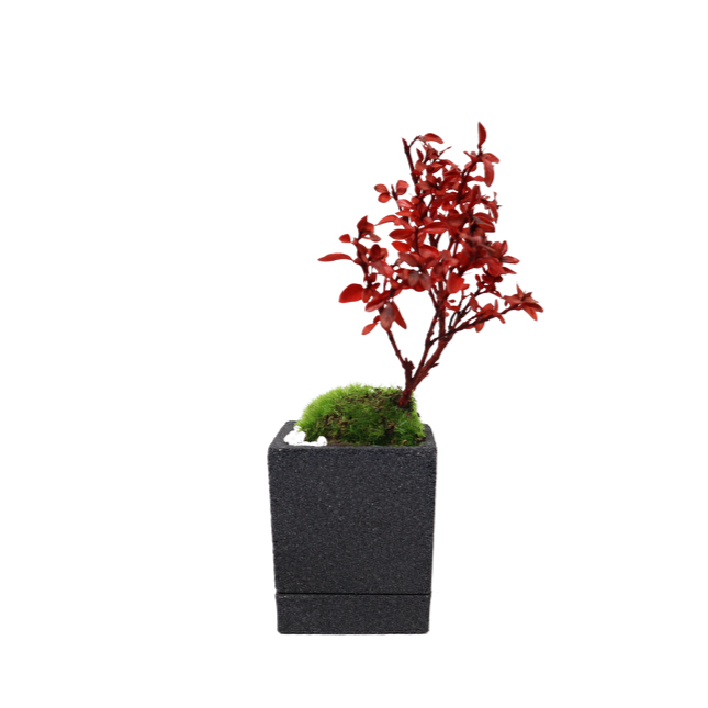 Tokocie BONSAI mini 白鳥花(ハクチョウゲ)