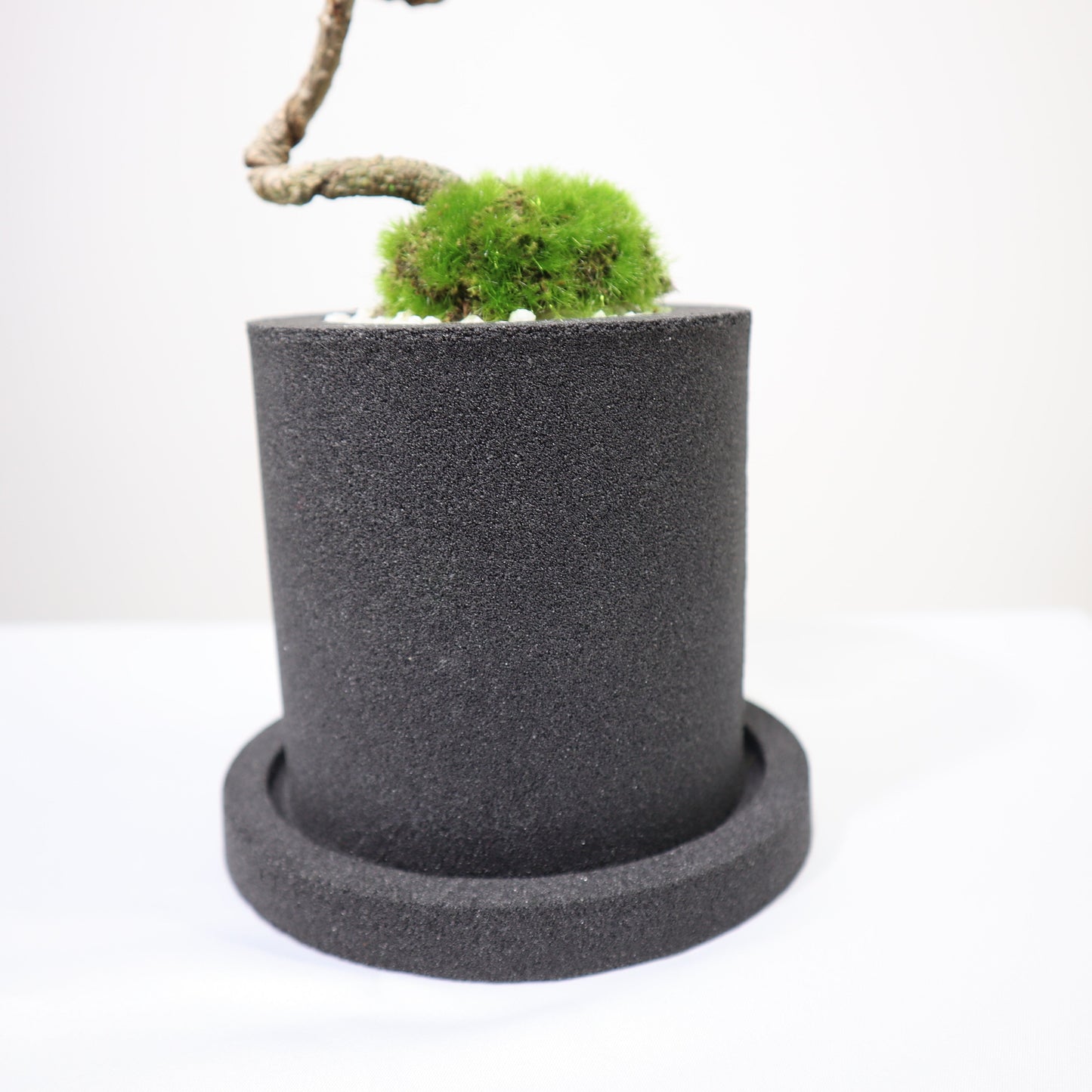 Tokocie BONSAI 黒松