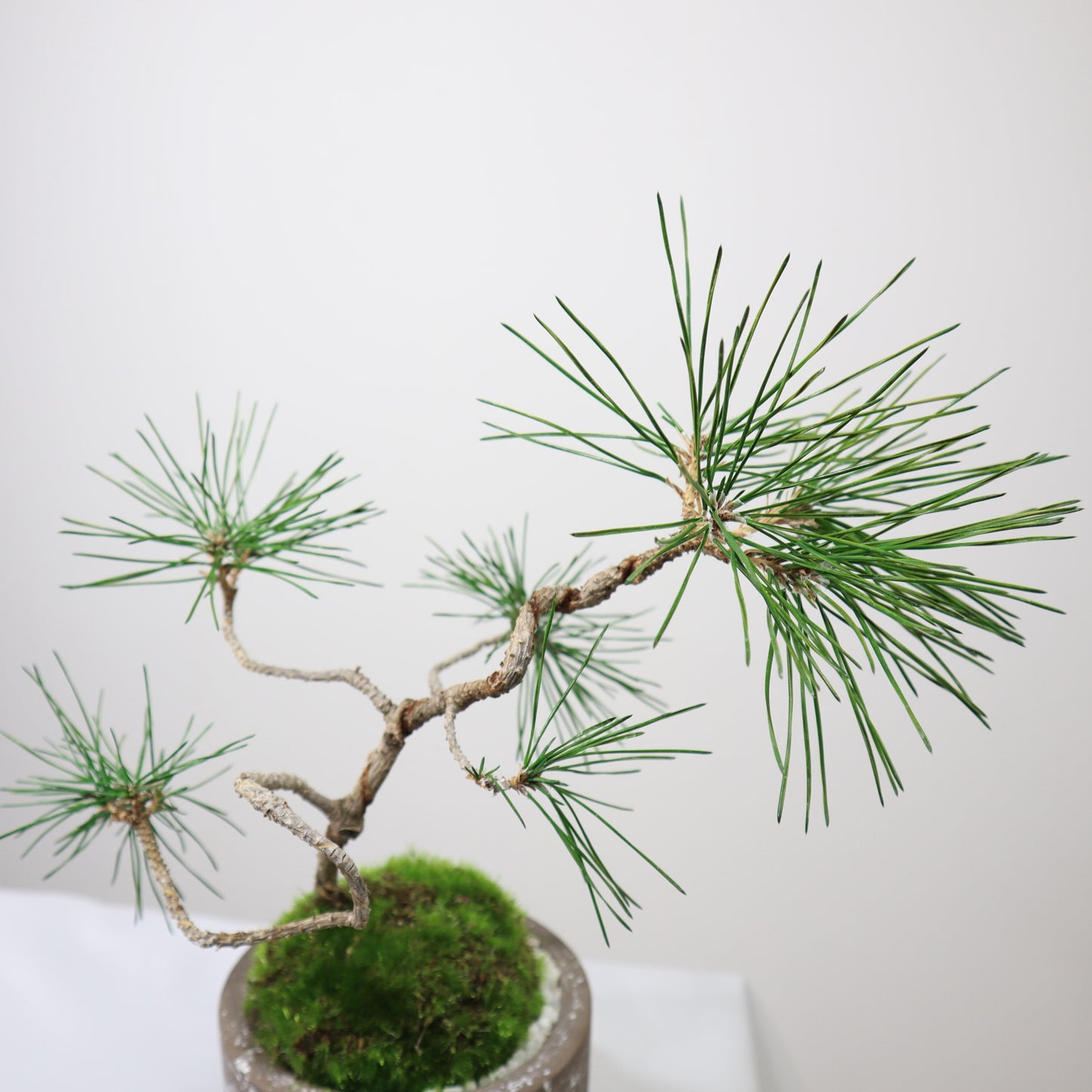 Tokocie BONSAI 黒松
