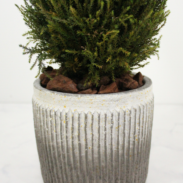 Floor tree ゴールドクレスト タマ グリーン