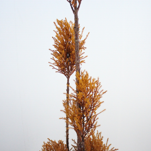 Floor tree ゴールドクレスト タマチラシ イエロー
