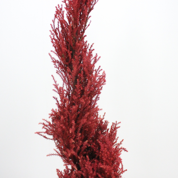 Floor tree ゴールドクレスト トルネード レッド