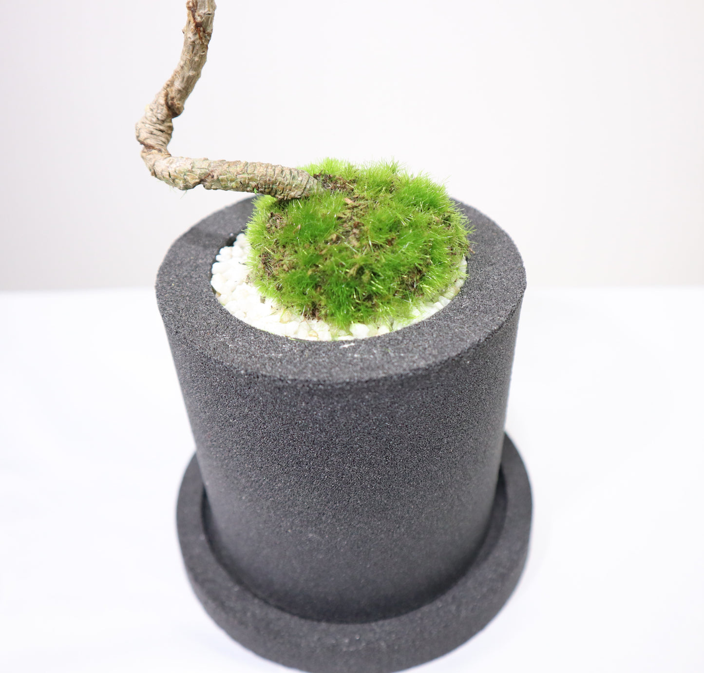 Tokocie BONSAI 黒松