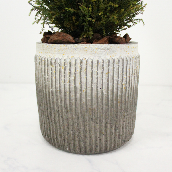 Floor tree ゴールドクレスト タマ グリーン