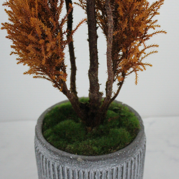 Floor tree ゴールドクレスト タマチラシ イエロー