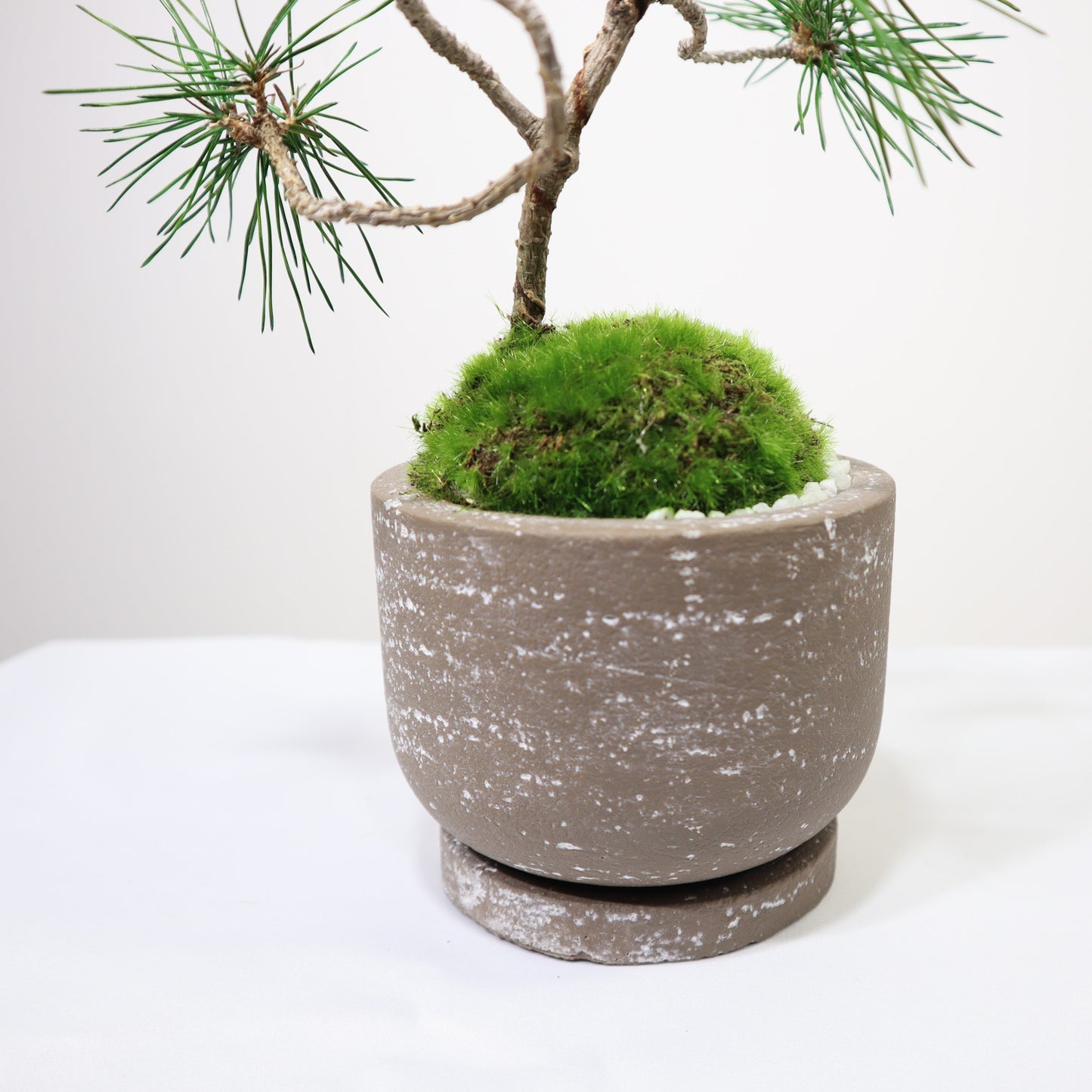 Tokocie BONSAI 黒松