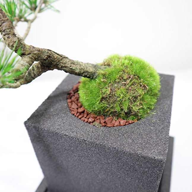 Tokocie BONSAI 赤松