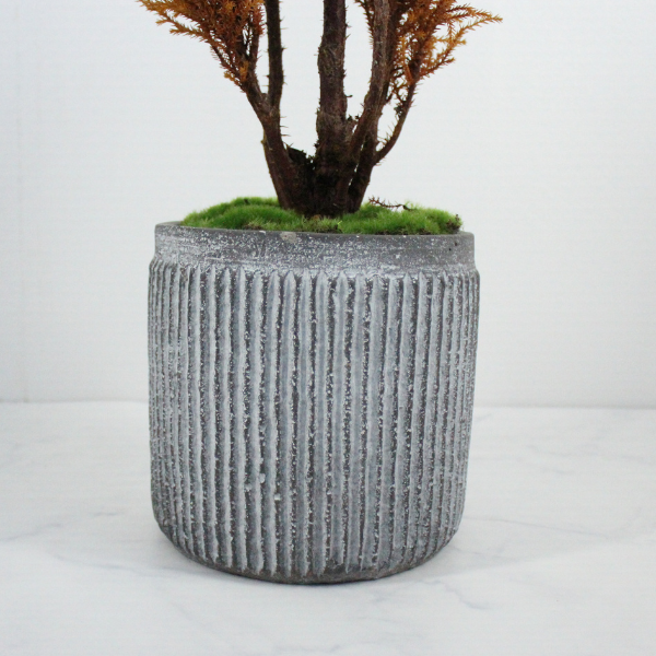 Floor tree ゴールドクレスト タマチラシ イエロー