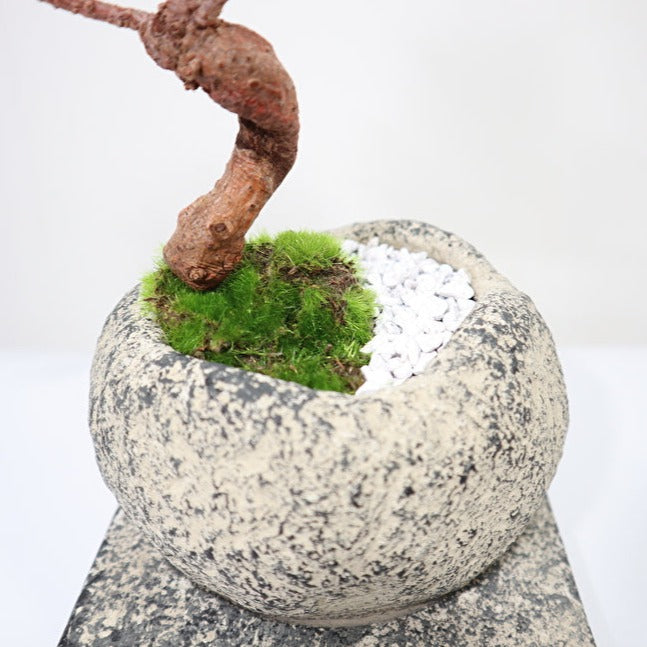Tokocie BONSAI 黒松