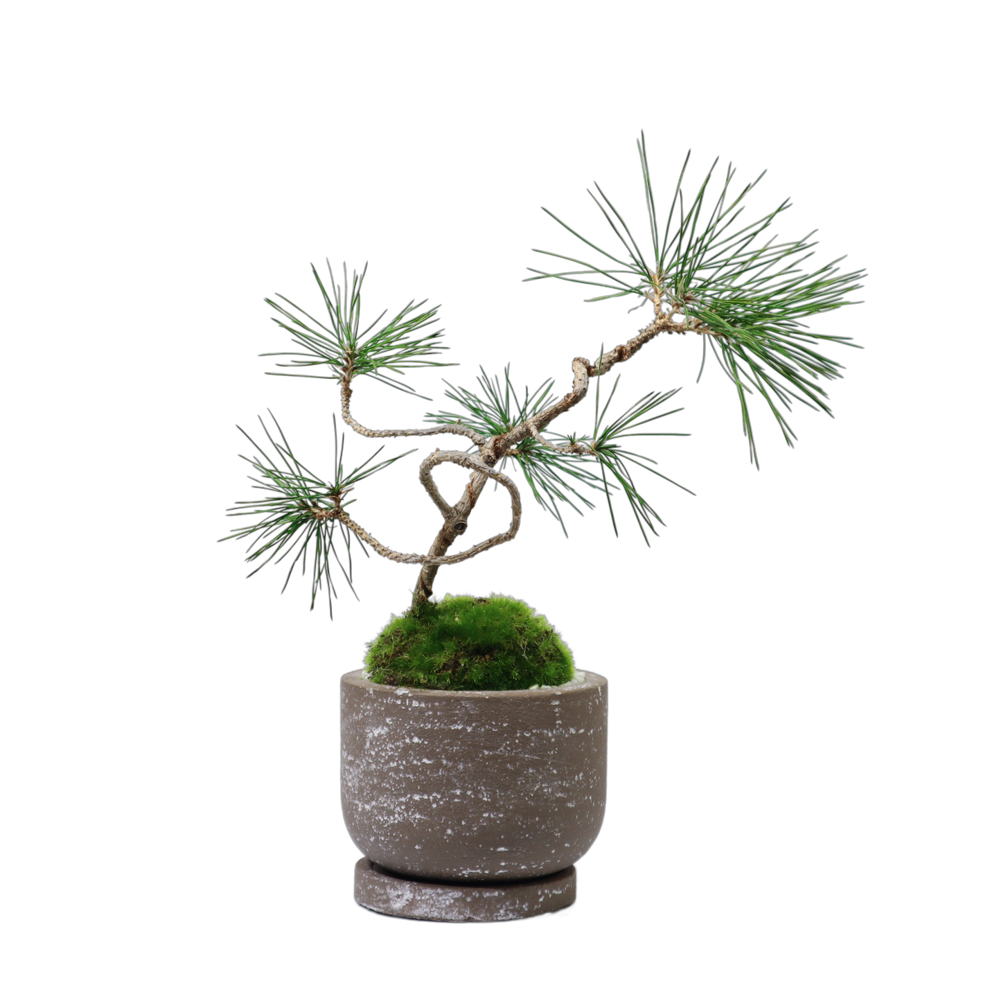 Tokocie BONSAI 黒松