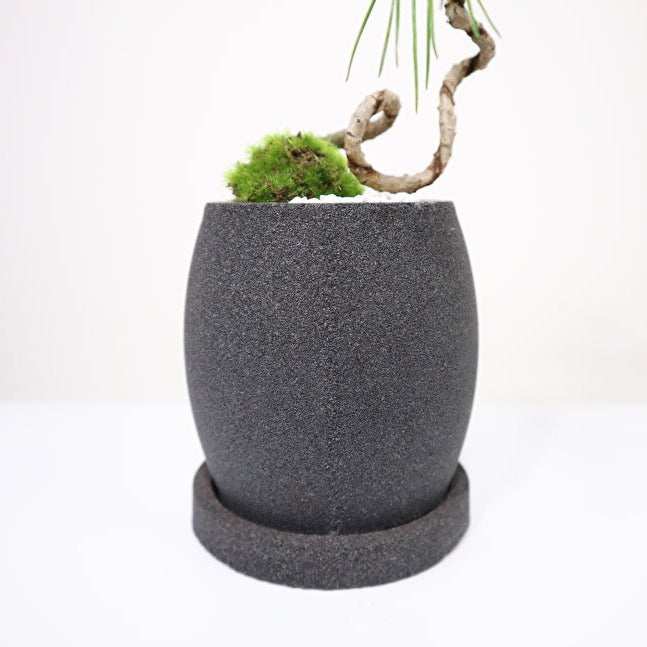 Tokocie BONSAI 黒松