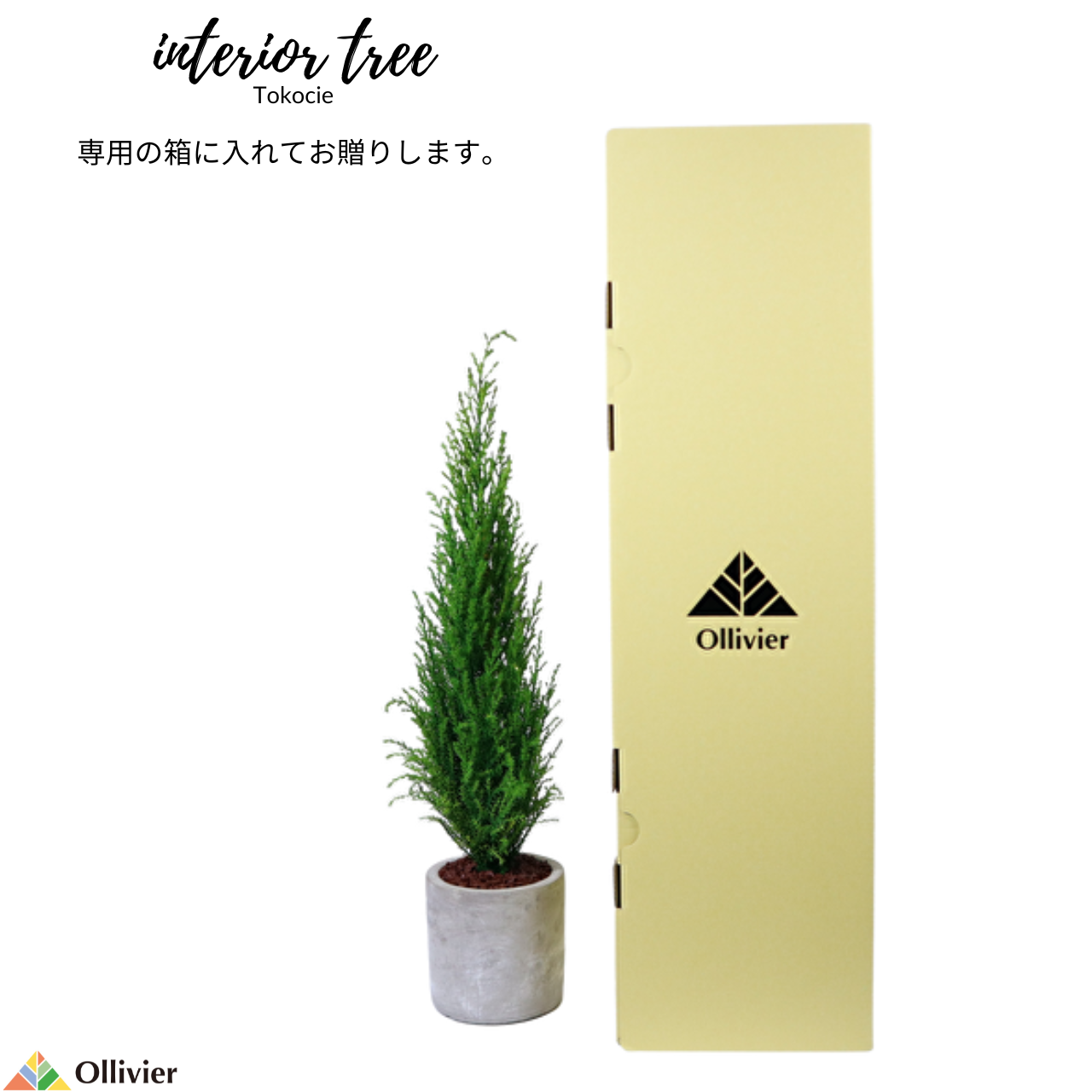 Desk tree ゴールドクレストM グリーン