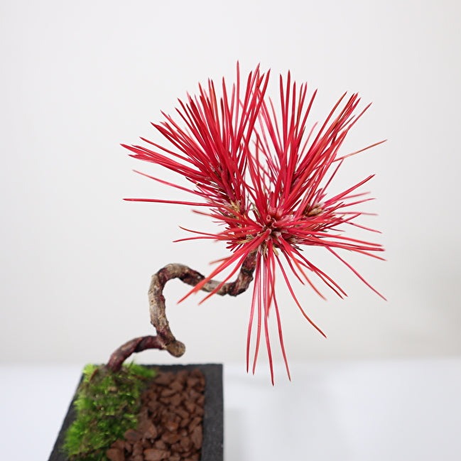 Tokocie BONSAI 黒松
