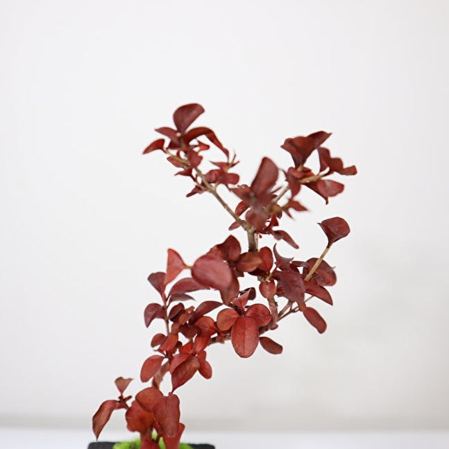 Tokocie BONSAI mini 香丁木(コウチョウギ)