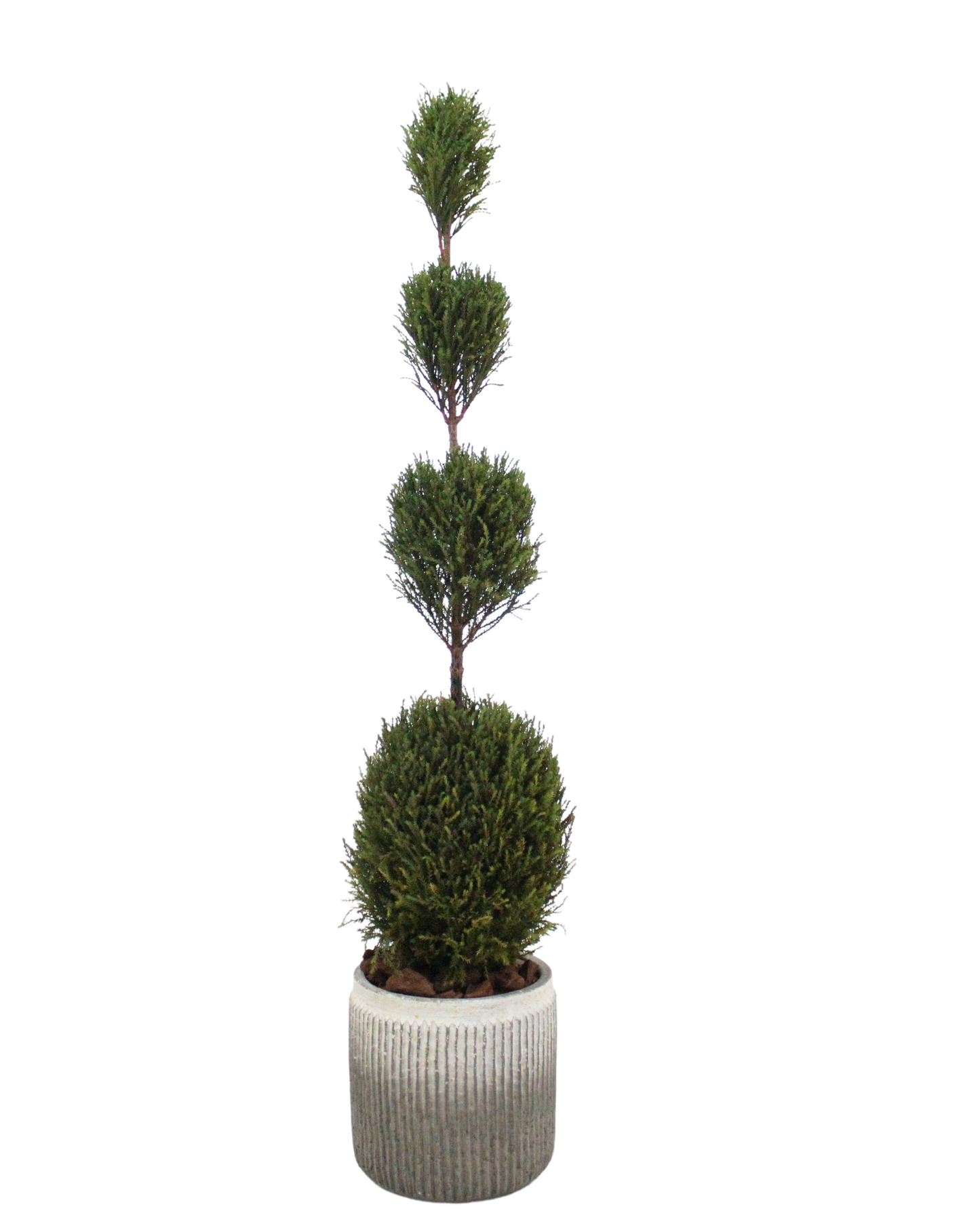 Floor tree ゴールドクレスト タマ グリーン