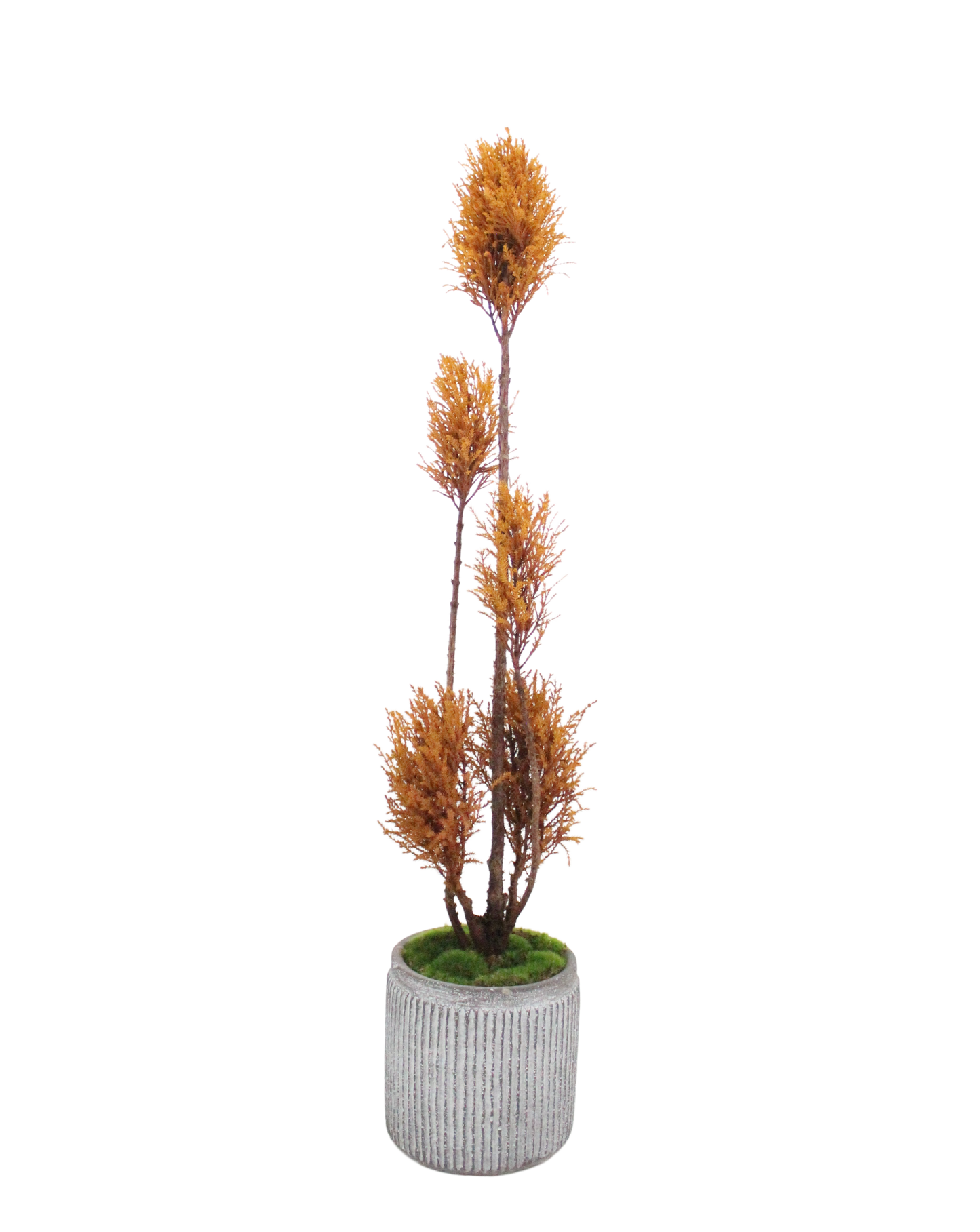 Floor tree ゴールドクレスト タマチラシ イエロー