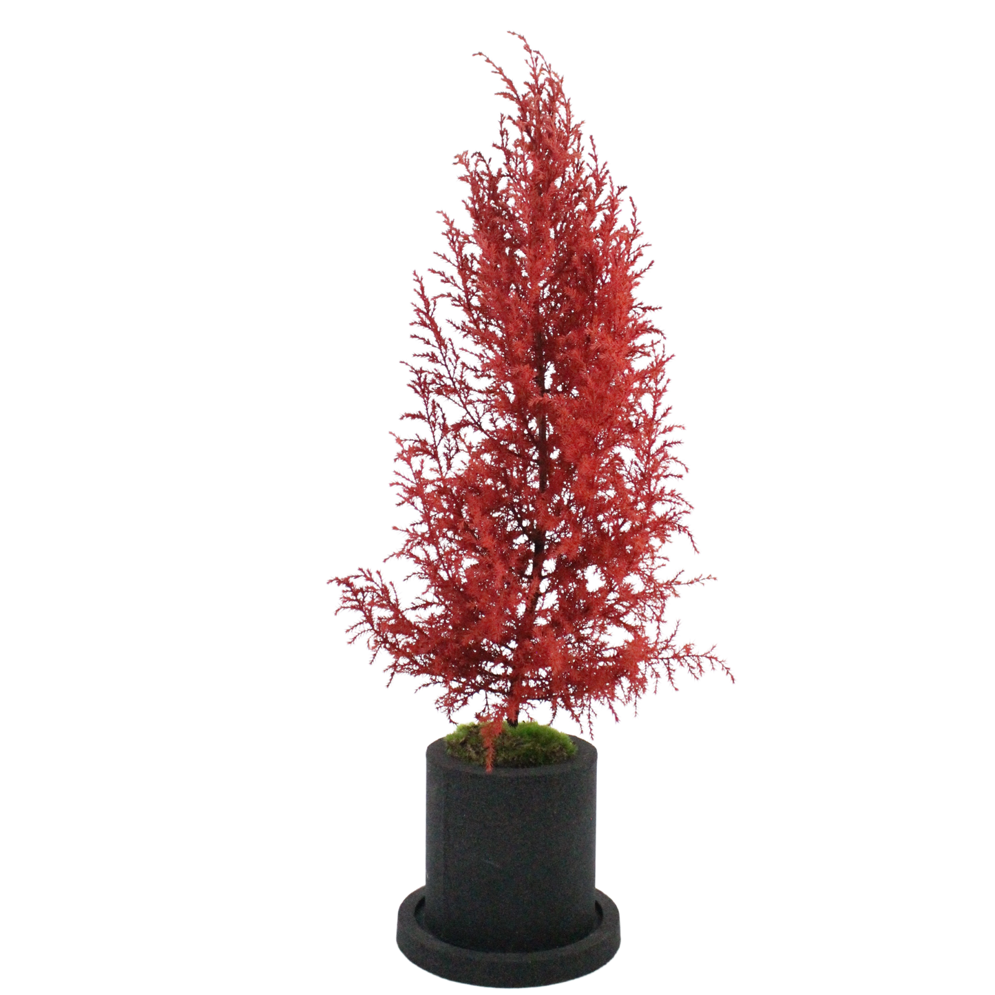 Desk tree ゴールドクレストL レッド