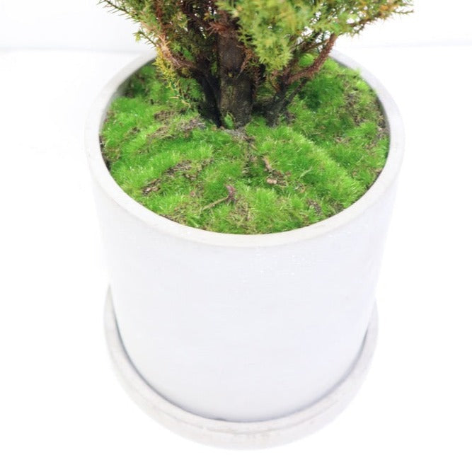 Floor tree ゴールドクレスト トルネード グリーン