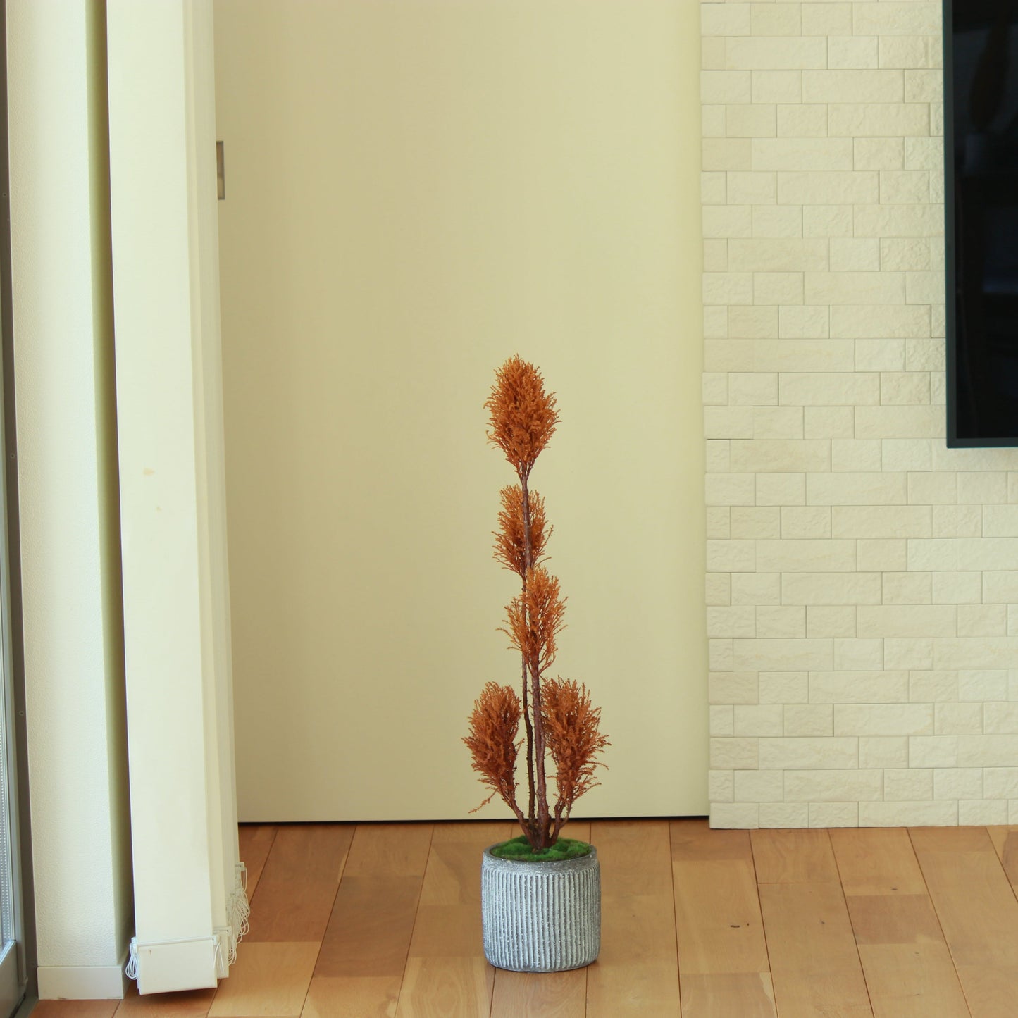 Floor tree ゴールドクレスト タマチラシ イエロー