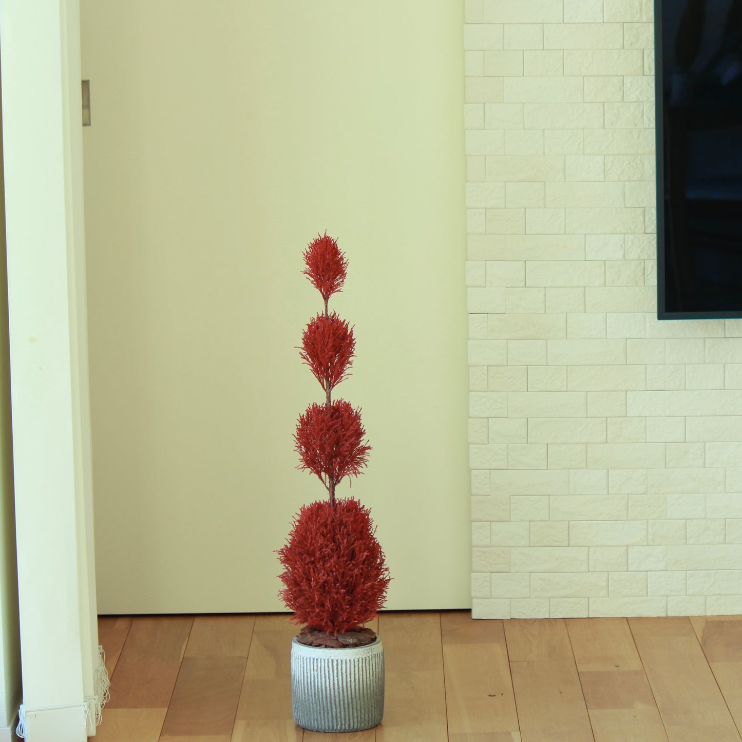 Floor tree ゴールドクレスト タマ レッド