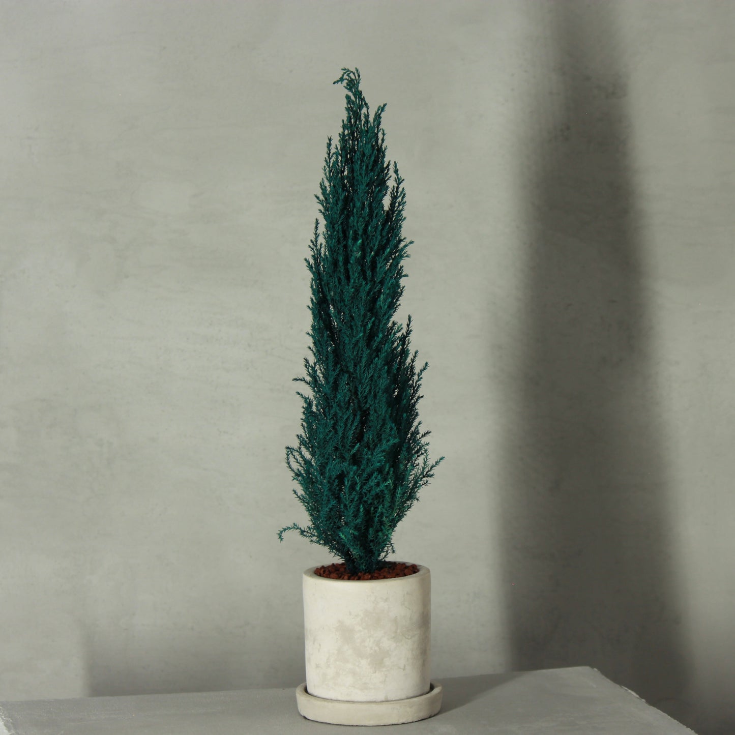 Desk tree ゴールドクレストM ブルー