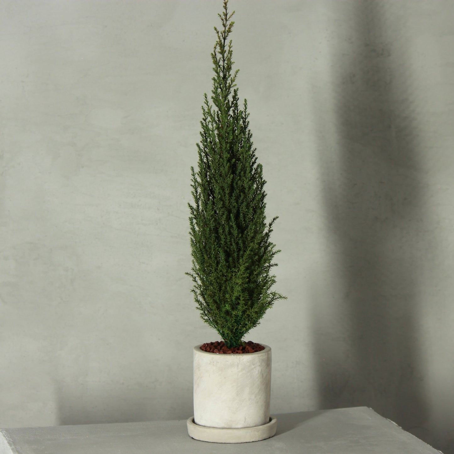 Desk tree ゴールドクレストM グリーン