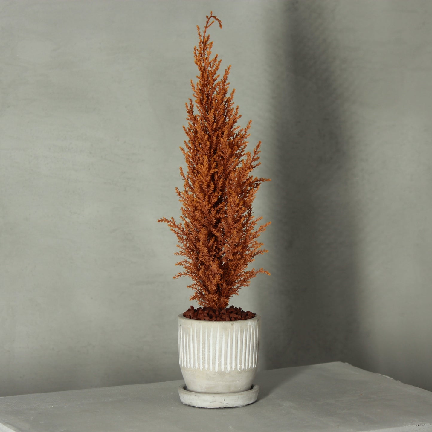 Desk tree ゴールドクレストS イエロー(白鉢)