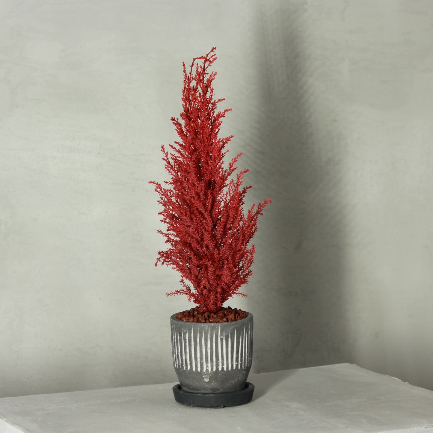 Desk tree ゴールドクレストS レッド(黒鉢)