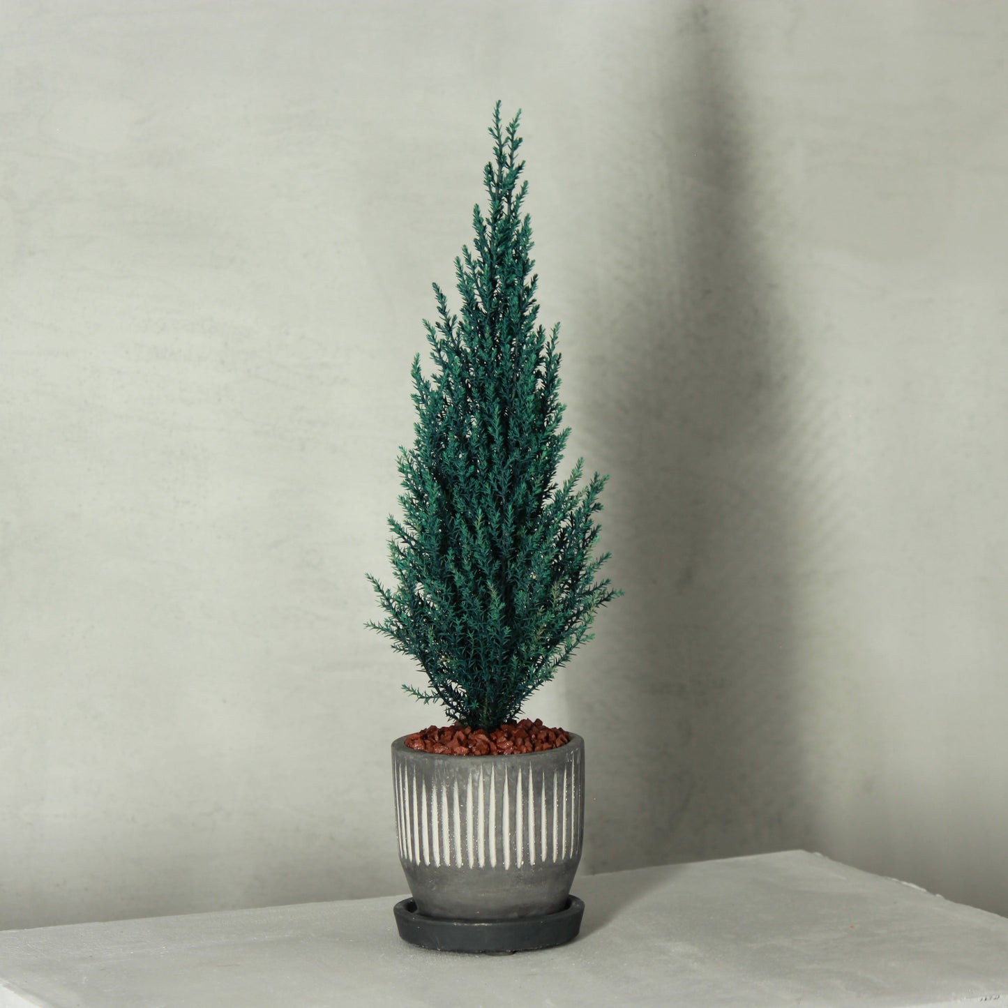 Desk tree ゴールドクレストS ブルー(黒鉢)