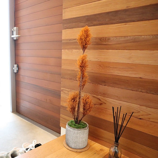 Floor tree ゴールドクレスト タマチラシ イエロー