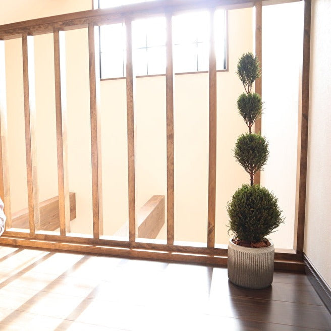 Floor tree ゴールドクレスト タマ グリーン