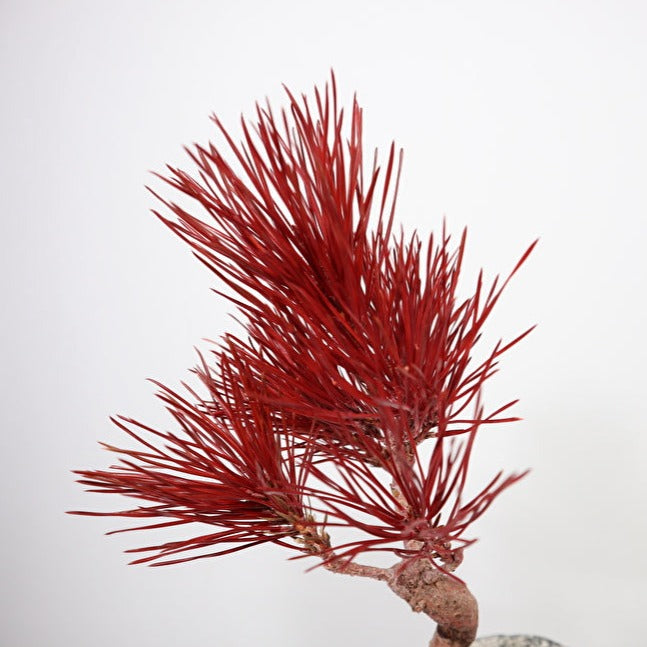 Tokocie BONSAI 黒松