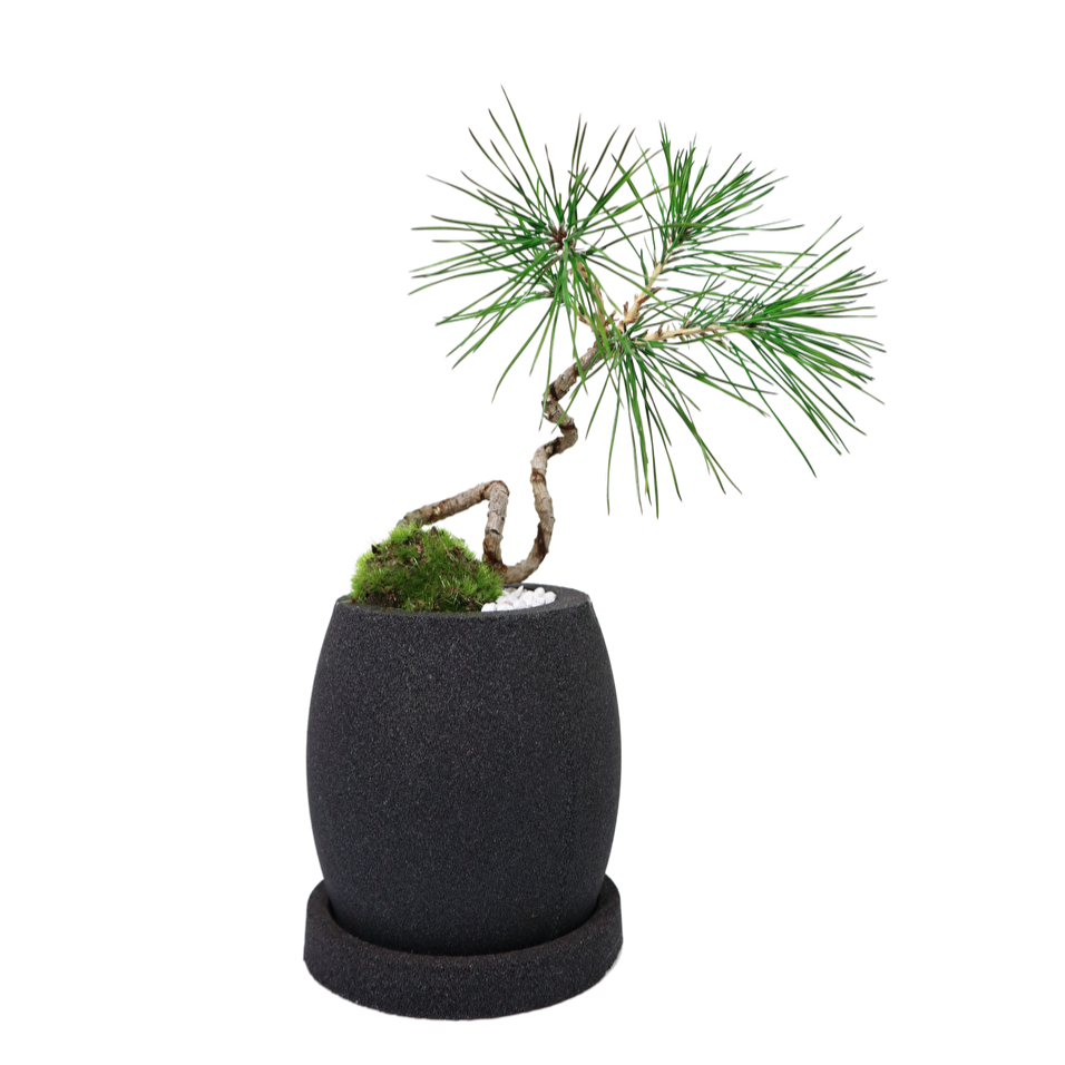 Tokocie BONSAI 黒松