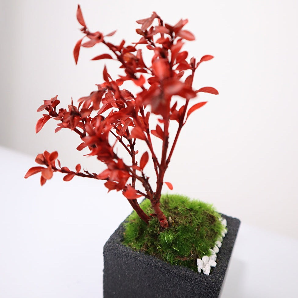 Tokocie BONSAI mini 白鳥花(ハクチョウゲ)