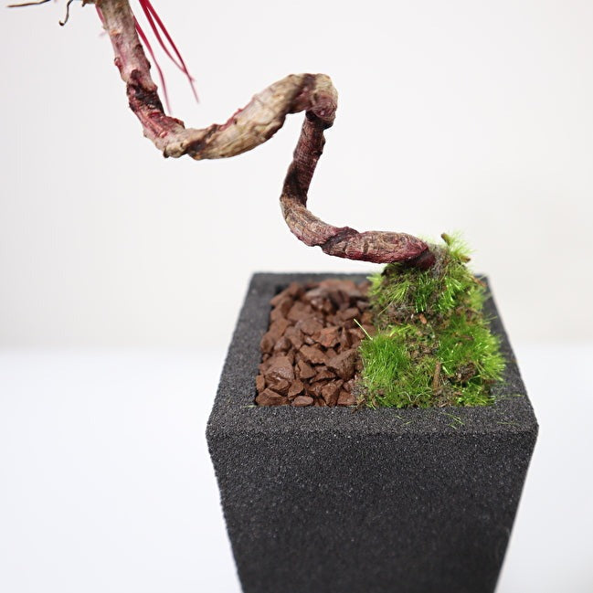 Tokocie BONSAI 黒松