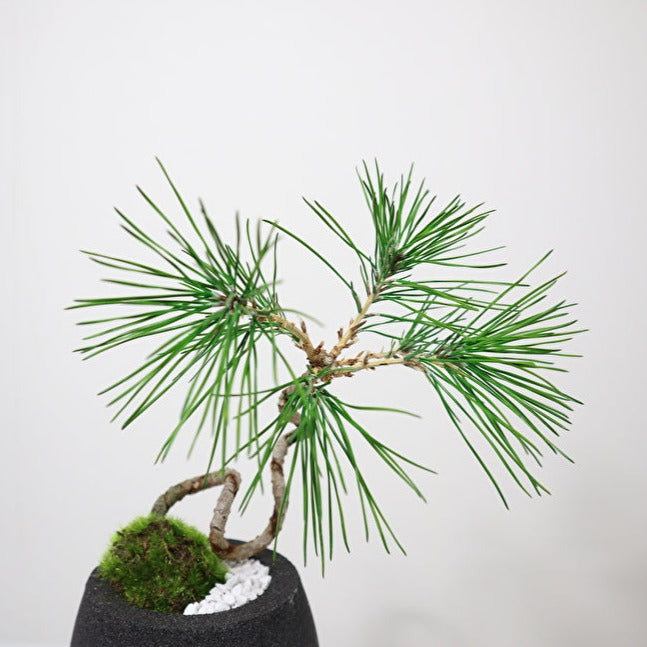 Tokocie BONSAI 黒松