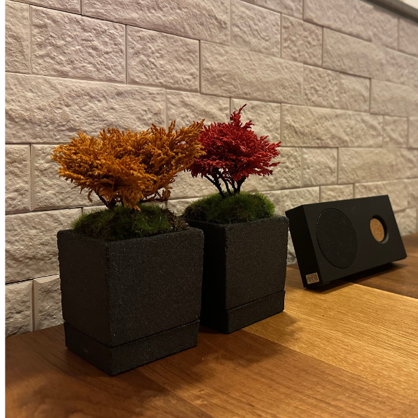 Tokocie BONSAI mini サワラ
