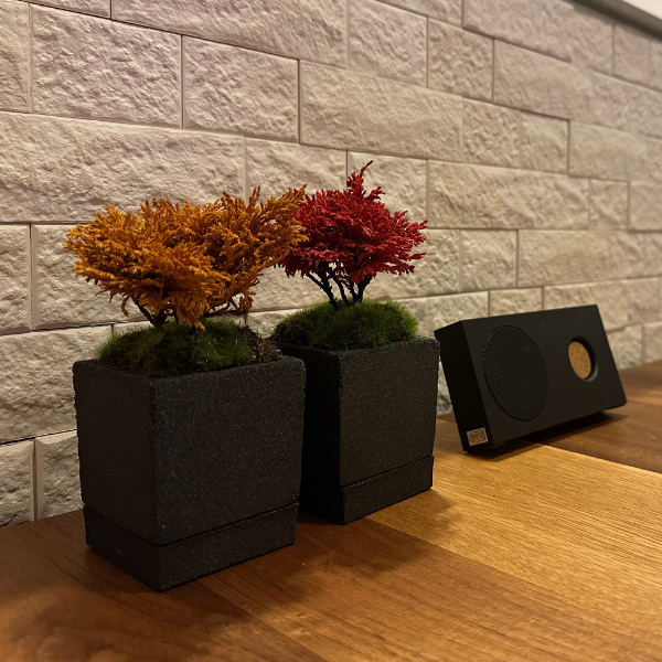 Tokocie BONSAI mini サワラ