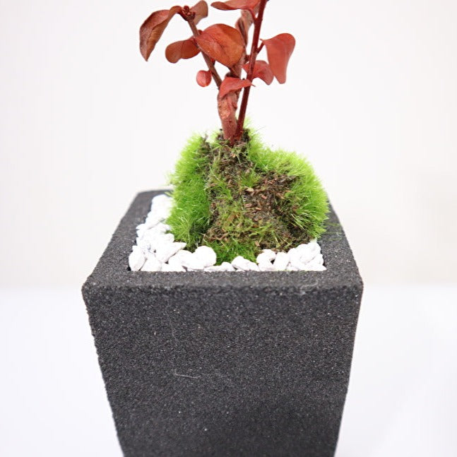 Tokocie BONSAI mini 香丁木(コウチョウギ)