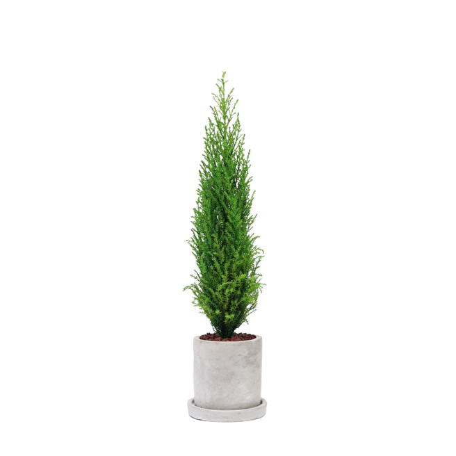 Desk tree ゴールドクレストM グリーン