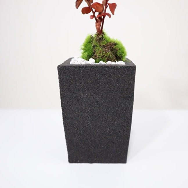Tokocie BONSAI mini 香丁木(コウチョウギ)