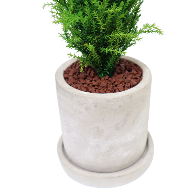 Desk tree ゴールドクレストM グリーン