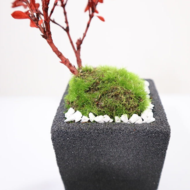Tokocie BONSAI mini 白鳥花(ハクチョウゲ)