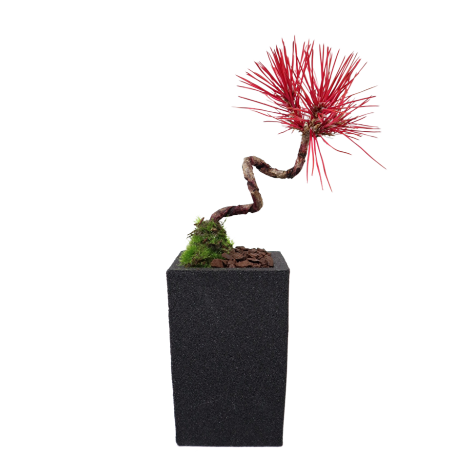 Tokocie BONSAI 黒松