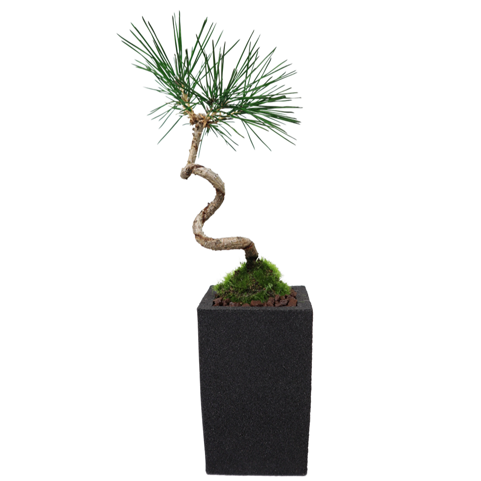 Tokocie BONSAI 黒松