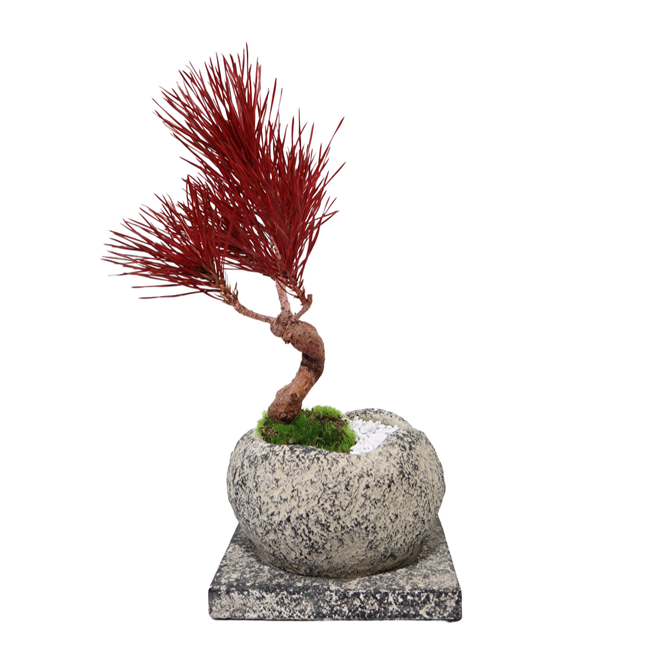 Tokocie BONSAI 黒松